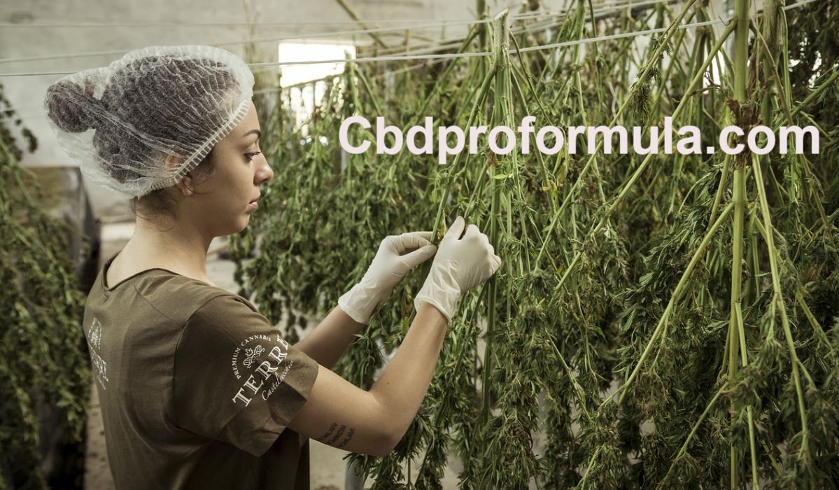 cbdproformula.ilab.pro